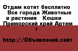 Отдам котят бесплатно  - Все города Животные и растения » Кошки   . Приморский край,Артем г.